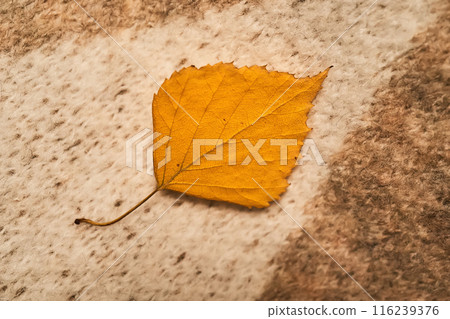 Cozy composition of autumn leaves and sweater. 116239376