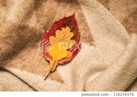 Cozy composition of autumn leaves and sweater. 116239378