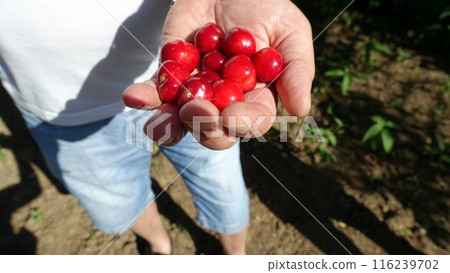 Wild ripe cherries just picked from the tree, very sweet and fresh. 116239702