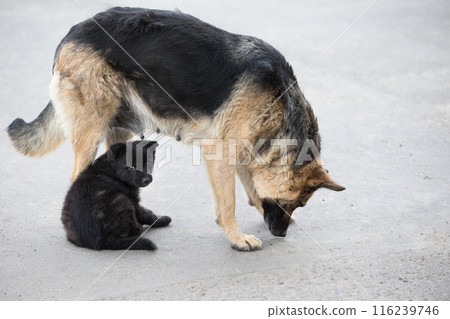 Street dog with puppy 116239746