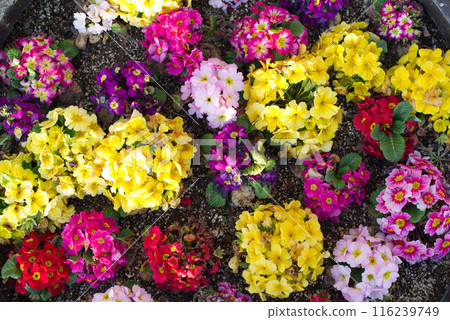 Colorful flowers (primula) blooming in a flowerbed Colorful flowers (primula) blooming in a flowerbed 116239749