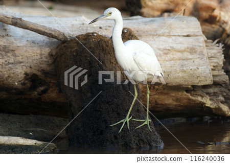 Snowy egret is walking among branches and logs in mangrove lagoon. 116240036