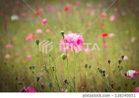 Field with bright pink poppies and green grasses in summer. 116240051