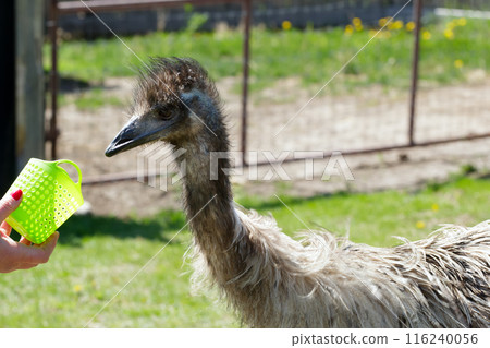 Ostrich is eating a treat from a farmer's hand in the ranch. Ostrich is eating a treat from a farmer's hand in the ranch. 116240056