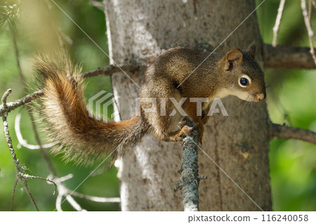 American red squirrel sitting on a spruce tree in summer. American red squirrel sitting on a spruce tree in summer. 116240058