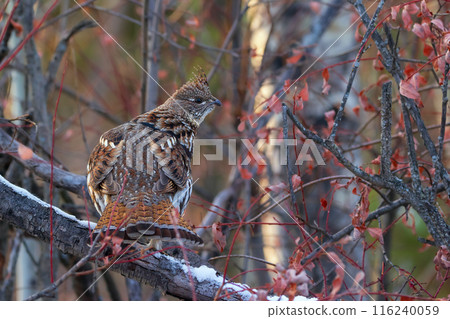Ruffed grouse is perched on the log among branches in the autumn park. Ruffed grouse is perched on the log among branches in the autumn park. 116240059