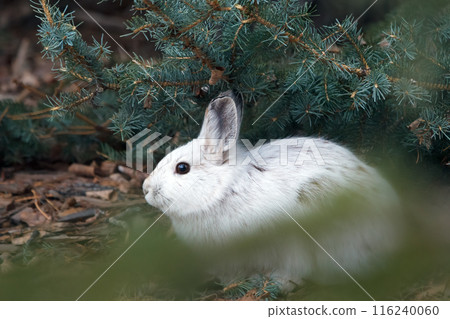Snowshoe hare under fir, changes fur from white to brown. Snowshoe hare under fir, changes fur from white to brown. 116240060