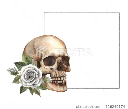 Realistic anatomical skull with white rose and green leaves. Hand painted watercolor square frame in Gothic style. Halloween holiday decoration, symbol of Mexican Day of the Dead, gothic style design 116240174