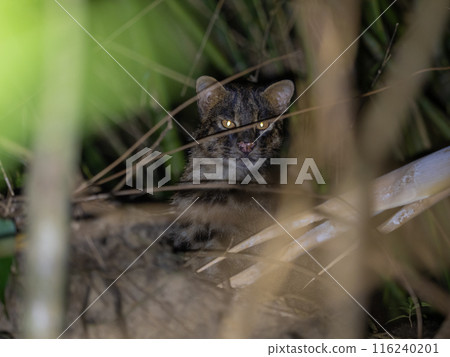 Iriomote cat Iriomote cat 116240201