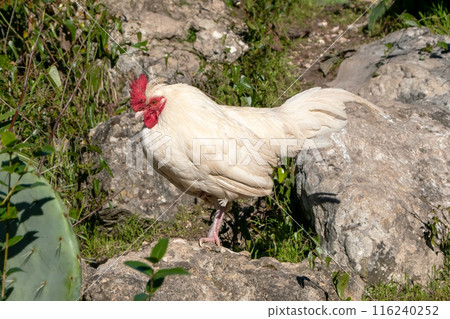 Wild roosters in a city park 116240252