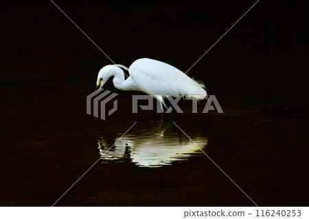 A snowy egret hunts for small fish in the shallow waters of a river mouth in early summer 116240253