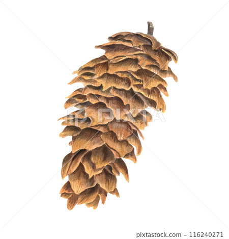 Single brown spruce cone. Conifer forest. Detailed texture and scales. Watercolor illustration. For academic studies on coniferous plants. Dried closeup natural element for holiday decor, Xmas 116240271