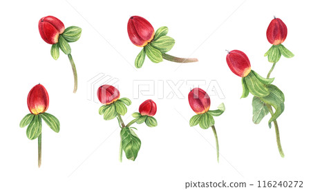 St Johns wort herb. Hypericum plant with red berries. Set of medical plants. Berry and green leaves. Watercolor illustration. Popular greenery for winter bouquets, wedding decor, floral design 116240272