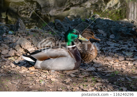 Two ducks in wild nature, family of wild birds 116240296
