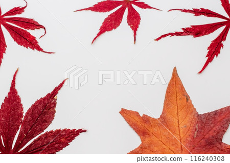 Fall maple leaves on white background, autumn floral texture 116240308
