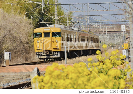 復古列車在油菜花盛開的無人車站附近減速 復古列車在油菜花盛開的無人車站附近減速 116240385