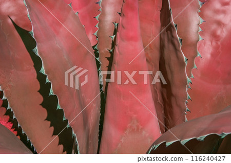Colorful aloe leaves texture, unusual floral background Colorful aloe leaves texture, unusual floral background 116240427