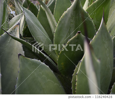 Colorful aloe leaves texture, unusual floral background Colorful aloe leaves texture, unusual floral background 116240428