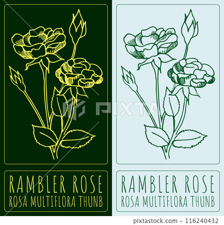 Vector drawing RAMBLER ROSE. Hand drawn illustration. The Latin name is ROSA MULTIFLORA THUNB Vector drawing RAMBLER ROSE. Hand drawn illustration. The Latin name is ROSA MULTIFLORA THUNB 116240432