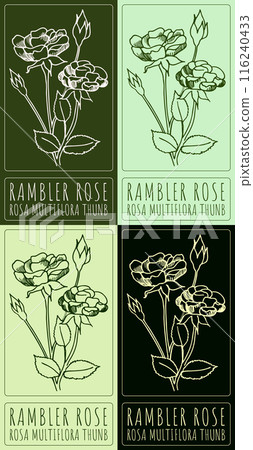 Set of vector drawing RAMBLER ROSE in various colors. Hand drawn illustration. The Latin name is ROSA MULTIFLORA THUNB Set of vector drawing RAMBLER ROSE in various colors. Hand drawn illustration. The Latin name is ROSA MULTIFLORA THUNB 116240433