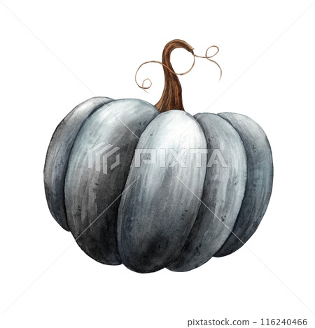 Black pumpkin in realistic mystical style. Hand drawn watercolor botanical illustration. Suitable for design, cards or posters of autumn holidays, Thanksgiving, Halloween, for alchemy, witchcraft Black pumpkin in realistic mystical style. Hand drawn watercolor botanical illustration. Suitable for design, cards or posters of autumn holidays, Thanksgiving, Halloween, for alchemy, witchcraft 116240466