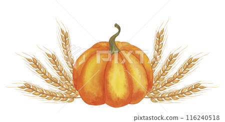 Orange pumpkin ears of wheat banner. Harvest elements, for the holiday of Thanksgiving, Kwanzaa. Autumn clip art. Hand drawn watercolor illustration isolated background. For menu cafe, natural food 116240518