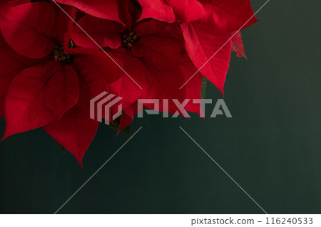 Red poinsettia Christmas flower background Red poinsettia Christmas flower background 116240533