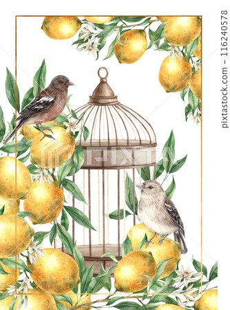 Postcard design featuring a branch with lemons, realistic birds and a copper vintage cage. Isolated watercolor card in vintage style. Composition for interior, cards, wedding design, invitations. Postcard design featuring a branch with lemons, realistic birds and a copper vintage cage. Isolated watercolor card in vintage style. Composition for interior, cards, wedding design, invitations. 116240578