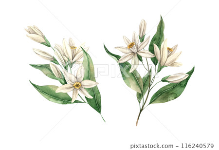 Set of delicate lemon flowers with green leaves. Botanical floral isolated watercolor set in realistic style. The composition is drawn for interior, cards, wedding design, invitations, textiles Set of delicate lemon flowers with green leaves. Botanical floral isolated watercolor set in realistic style. The composition is drawn for interior, cards, wedding design, invitations, textiles 116240579
