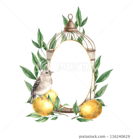 Frame in the form of a bronze cage with yellow lemons, green leaves, branches and a realistic bird. Vintage watercolor composition for decoration of cards, wedding design, invitations, packaging Frame in the form of a bronze cage with yellow lemons, green leaves, branches and a realistic bird. Vintage watercolor composition for decoration of cards, wedding design, invitations, packaging 116240629