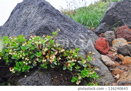 北海道大雪山橫貫:菅見池步道岩石間綻放的白玉之木 北海道大雪山橫貫:菅見池步道岩石間綻放的白玉之木 116240643