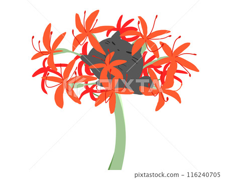 Red spider lily cat 116240705