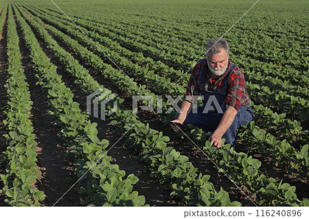 Farmer in soy field inspecting crop 116240896
