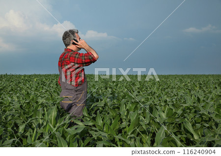 Agricultural scene, farmer in corn field 116240904
