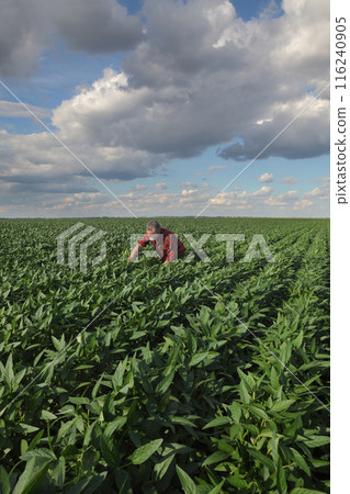 Farmer examining soy bean plants field 116240905