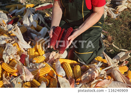 Farmer and heap of harvested corn 116240909