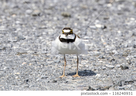 A little ringed plover in a gravel-covered parking lot A little ringed plover in a gravel-covered parking lot 116240931