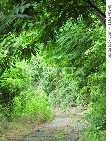 A green tunnel surrounded by fresh green trees along the Sasayama Promenade 116240949