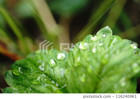 葉子上的水滴 116240961