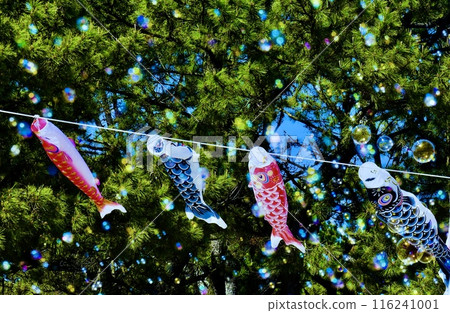 五一假期,海岸防沙林裡鯉魚旗遊動,肥皂泡飛舞 五一假期,海岸防沙林裡鯉魚旗遊動,肥皂泡飛舞 116241001