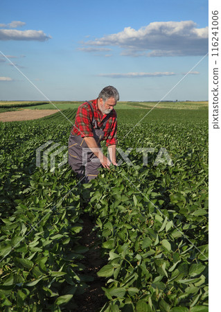Farmer examining soy bean plants field 116241006