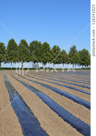 Plastic protection stripes for vegetable or fruit in a field Plastic protection stripes for vegetable or fruit in a field 116241023
