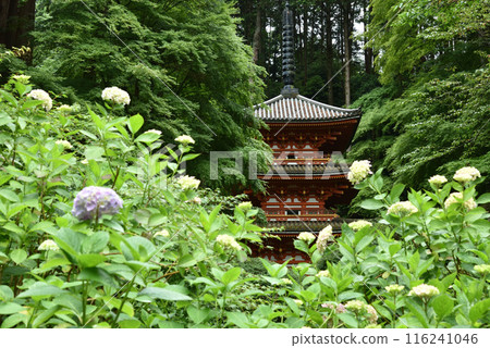 甘泉寺、三層寶塔和繡球花開始綻放 甘泉寺、三層寶塔和繡球花開始綻放 116241046