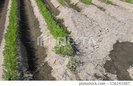 Agriculture, carrot plant in field 116241087
