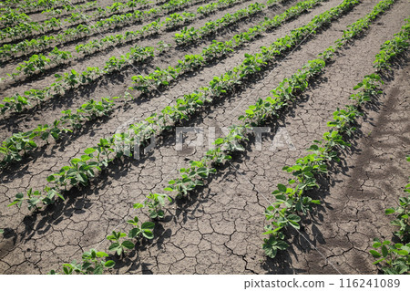 Green cultivated soy bean field in spring 116241089