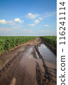 Corn field with countryroad 116241114