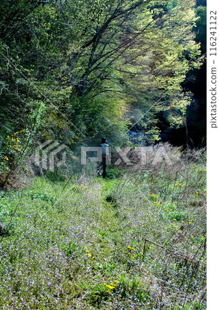 A fisherman walking along a trail lined with blooming yamabuki flowers toward the valley 116241122