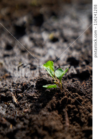 Lithuanian dunes sandy grass and clear sky 116241208