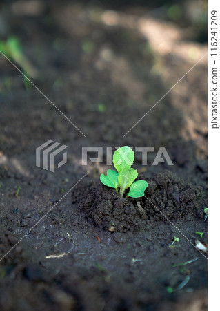 Lithuanian dunes sandy grass and clear sky 116241209