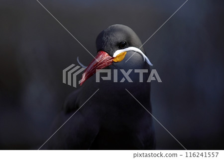 Black-backed Inca Tern Black-backed Inca Tern 116241557